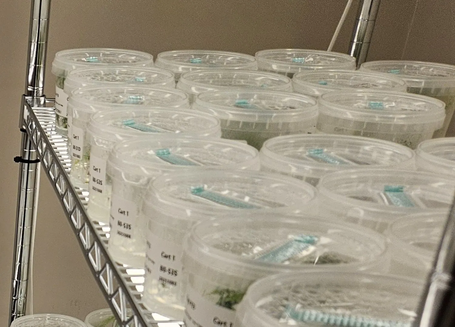 Shelves of sealed, labeled culture vessels in the lab