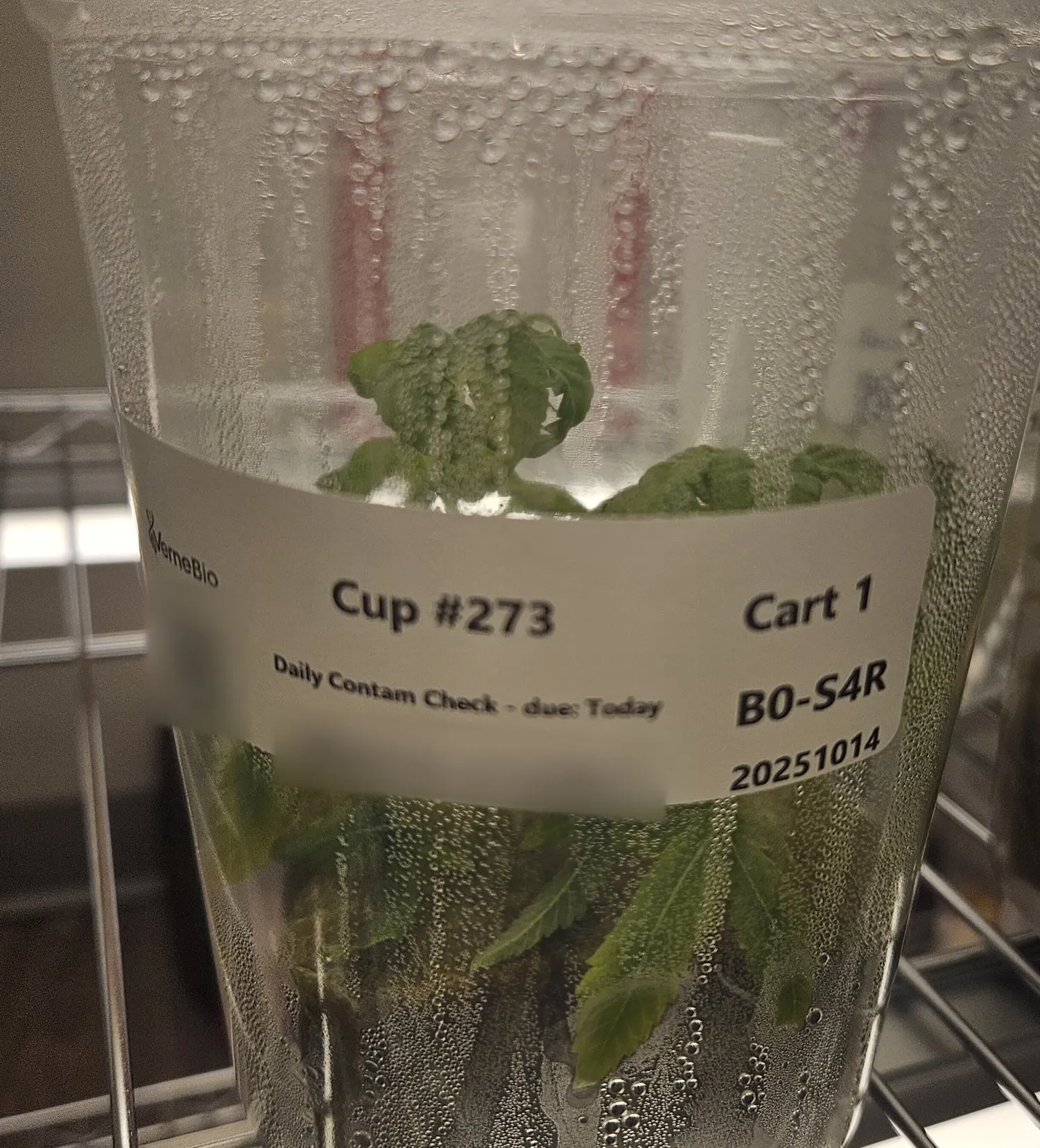 A sealed culture vessel with a printed tracking label showing its cup number, shelf position and a daily check
