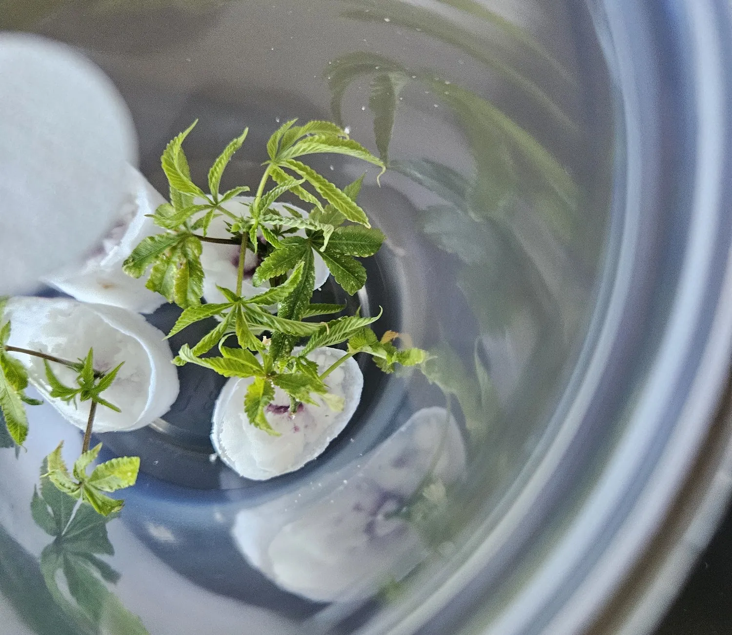 Small green plantlets seen from above inside a culture vessel